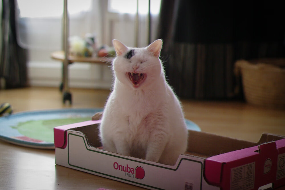 拜仁锋线新星连续5场破门,未来之星崭露头角,拜仁星数